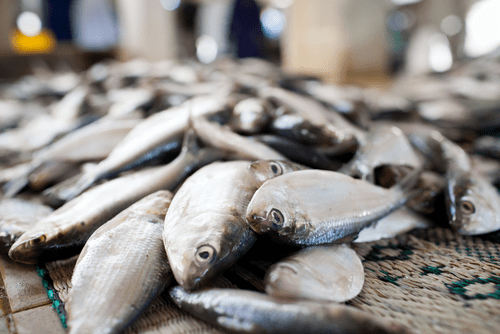 Mantzaris Fisheries