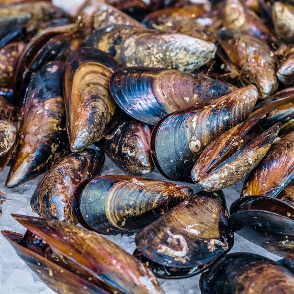 Mussels: A Seafood Lover’s Dream – Recipes, Nutrition, and Sustainability