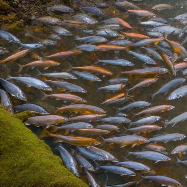 Columbia River Steelhead | Life Cycle, Conservation & Facts