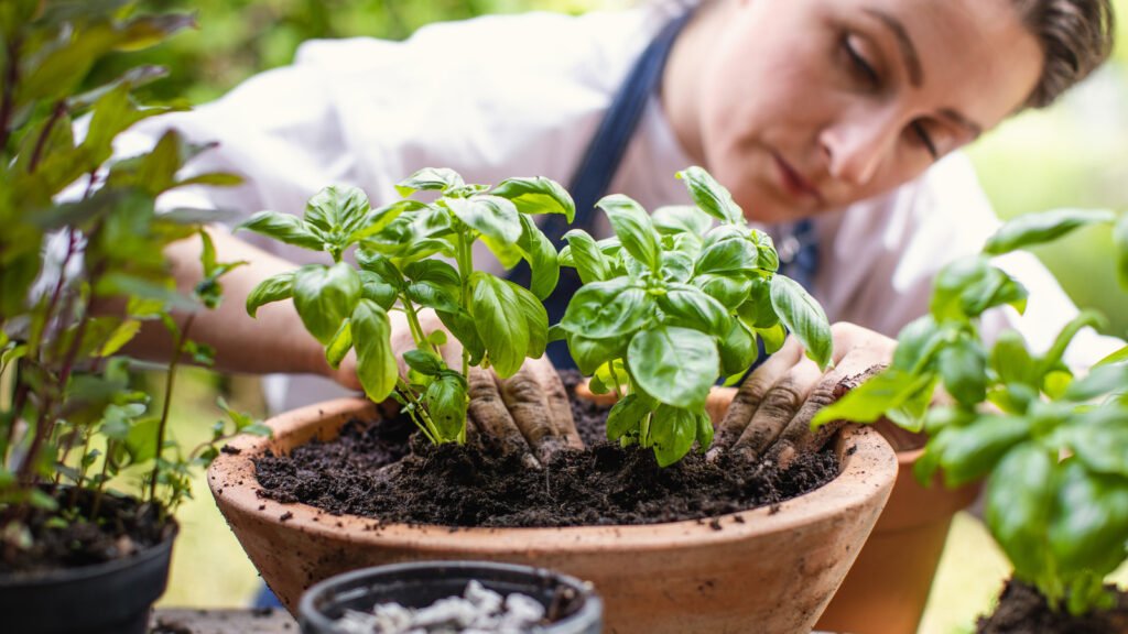 What Companion Plant Should You Plant Near Basil For More Flavor?
