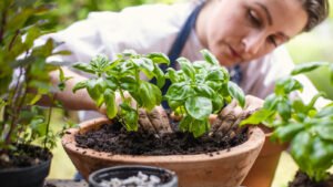 What Companion Plant Should You Plant Near Basil For More Flavor?